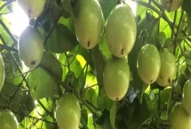 百香果是否四季都能结果，不属于四季水果，结果时间集中在7月上旬、10月下旬