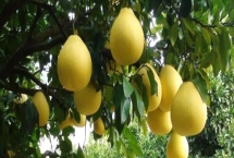 柚子什么时候成熟，通常是在10-11月时成熟