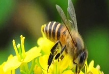 蜜蜂的物种分类，蜂种不同分工不同