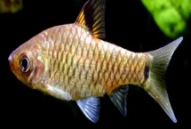 印度大帆鲫怎么养，对水温水质有一定要求