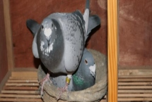 鸽子怎么分公母，常用这4种方法