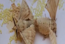 蚕羽化成蛾能存活多少天,一般只能活1-3天