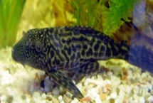 养什么能吃鱼粪便，可以养清道夫、黑壳虾以及螺类等