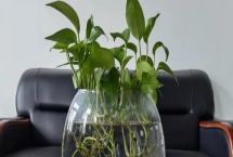 水培植物越冬技巧，尽可能在阳光下摆放