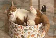 猫一般有几个脚趾，有十八个脚趾