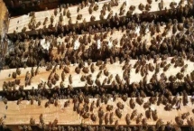 一箱蜜蜂的价格，通常需要300-600元左右