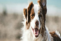 老年狗狗的牙齿如何护理，要定期检查口腔、刷牙