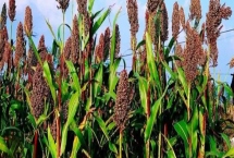 高粱常见的病害,不同病害的防治方法不同