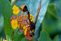 细腰蜂出现在家中如何处理,安全受到威胁时要立即驱赶