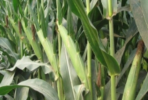 耕源109（试验名称：耕源109）玉米品种特性，注意防治纹枯病