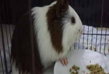 荷兰猪尿路感染的症状，一般会表现出尿频、尿急、尿尿困难等