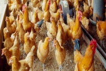 冬季养鸡的注意事项，要给它们做保暖措施