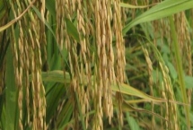 绿晶占水稻种子产量特性，5月中下旬播种