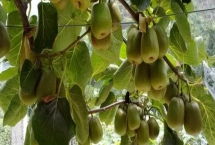 什么品种的猕猴桃最甜最好吃，这六个品种都是非常不错