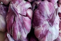 甘肃省民乐县的特产，产出的苹果梨具有中国一代梨王的美誉