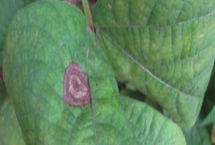 怎么防治绿豆轮纹病，播种前可深翻土壤、撒施石灰