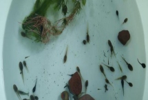 在家怎样养蝌蚪，需要每隔2-3天换一次水