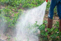 浏阳霉素的使用方法,针对不同的虫害的防治方法不同