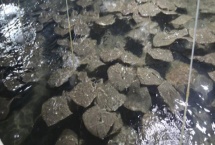 农村养多宝鱼是否赚钱,每种养殖方式的效益都不同