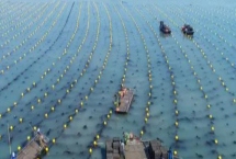 鲍鱼养殖方法的优缺点对比，工厂化养殖具有生长快、产量高等优点