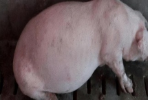 猪胀气如何处理，可用石蜡油加温水灌服