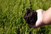 生物有机肥的作用和使用注意事项，可改善土壤并增强植物的抗病力
