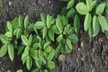 木通什么时候种，栽种时间在4-10月