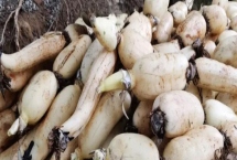 莲藕的产地有哪些，洪湖、新垦和襄陵的莲藕出名