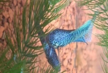 中国斗鱼冬天会冻死吗，冬天不容易轻易冻死