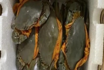 青蟹保存方法,可水养或冷藏