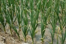 大蒜连作障碍发生的原因,病原生物影响、营养失衡或土壤问题都会导致