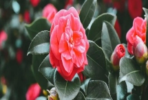 新手养花基本知识，一定要提前了解花盆、土壤和用肥