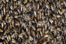 蜜蜂怕什么东西，胡蜂是蜜蜂的天敌