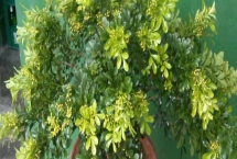 米兰怎么养，每次花谢后可以追肥一次