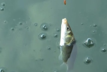 冬天怎么钓鲫鱼，试试这些饵料