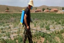 除草剂3打3不打指的是什么，打大不打小、打密不打稀