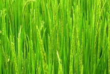 淮糯168水稻种子特征介绍，播种前用药剂浸种