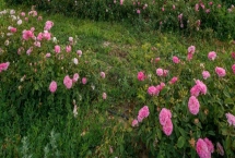保加利亚玫瑰花的花语，花语是爱情、勇敢等