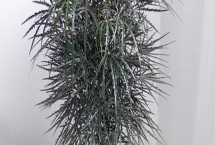 怎么养孔雀木，适宜的生长温度为18-28度