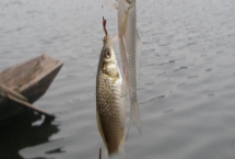冬季钓鲫鱼技巧，钓阴晴不钓风雨