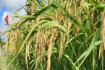 水稻和旱稻的区别，主要区别在于耐旱能力