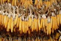 东非主要粮食作物是什么,主要粮食作物为玉米