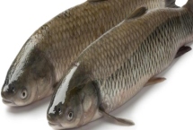 脆肉鲩的养殖技术，选择品种纯正的鱼种