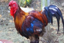 东涛鸡的养殖方法,适合散养不适合圈养