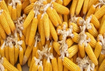 金苹果668玉米种子产量表现，中抗小斑病