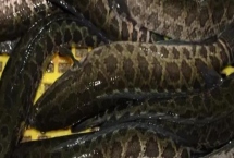 生鱼养殖技术，放养前半个月用生石灰彻底清塘消毒