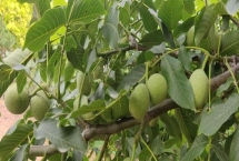 核桃的优质品种，以下四种市场需求热度高