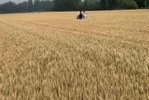 东北小麦的主产区在哪，包含黑龙江、吉林、辽宁等地区