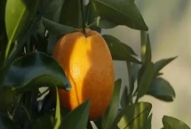 自贡市荣县的特产，有七厢土花生、留佳椪柑等