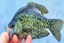 黑刺盖太阳鱼的产地，主要产于北美东部与加拿大南部至墨西哥湾